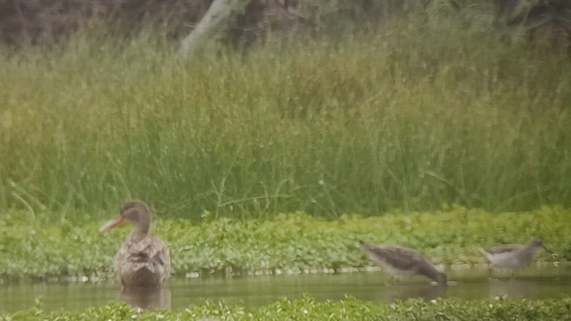 Long-billed Dowitcher - ML508553941