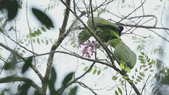 メキシコアカボウシインコ - ML508554401