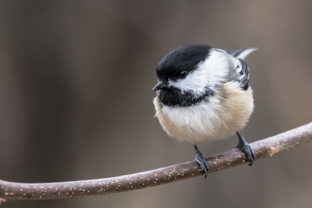 Black-capped Chickadee - ML508555401