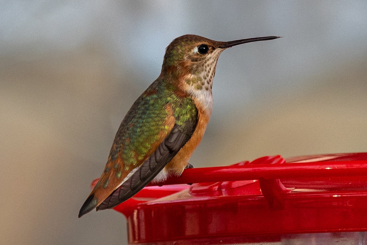 Rufous Hummingbird - Pete Lokken