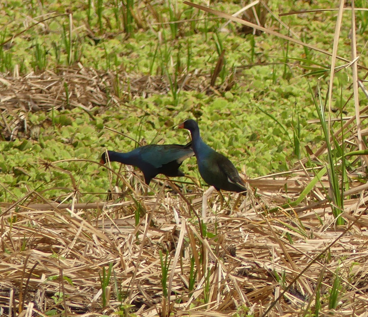 Purple Gallinule - ML50855641