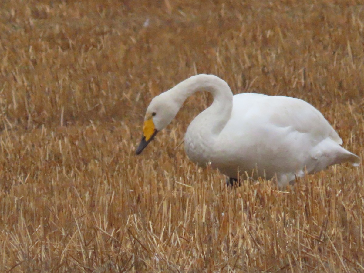 Whooper Swan - ML508556901