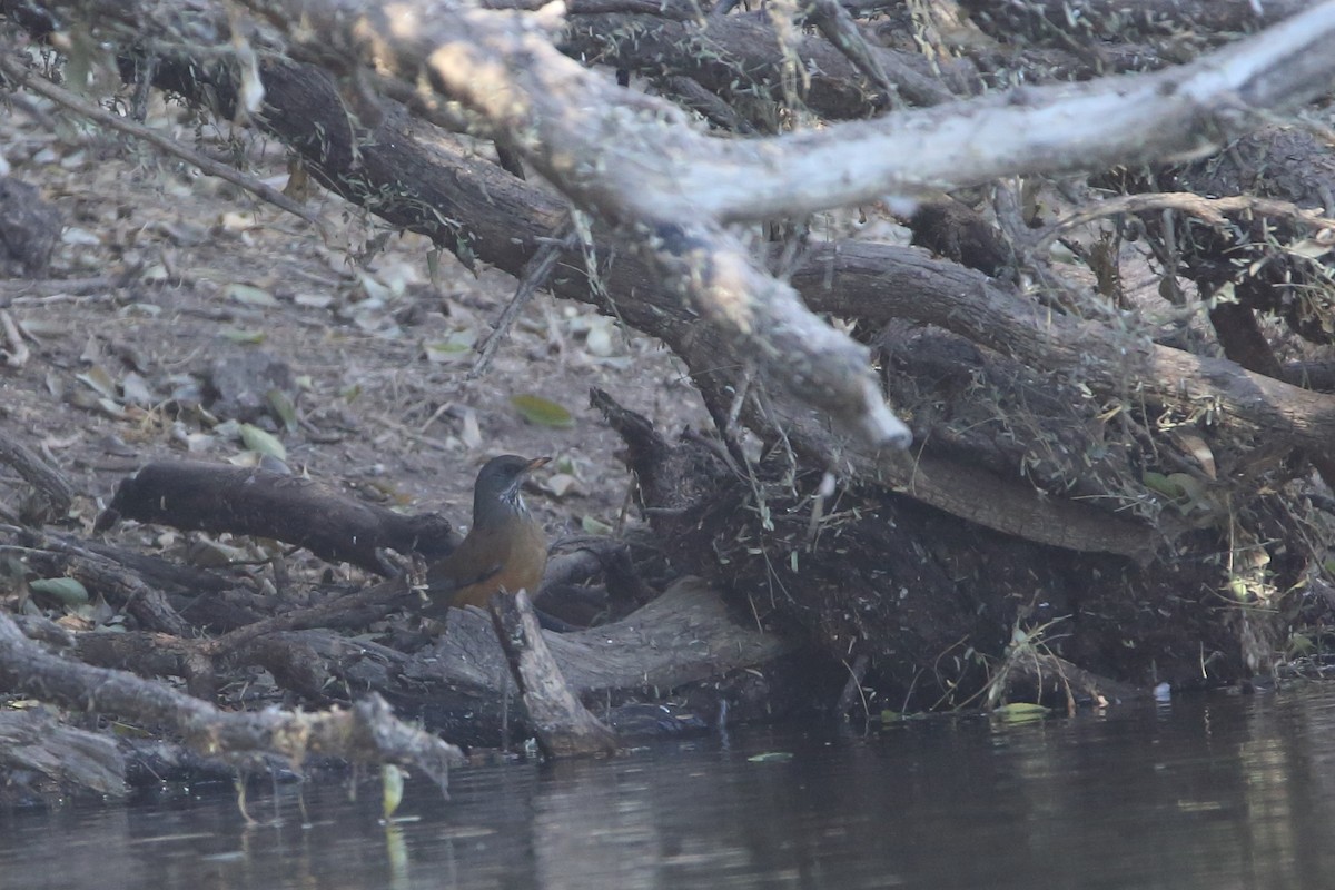 Rufous-backed Robin - ML508557231