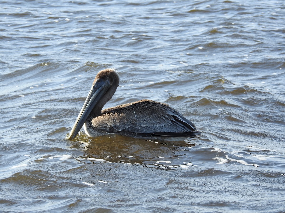 pelikán hnědý - ML50855791