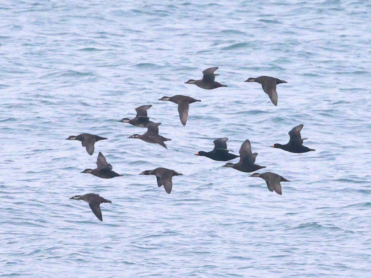 Black Scoter - Myles McNally