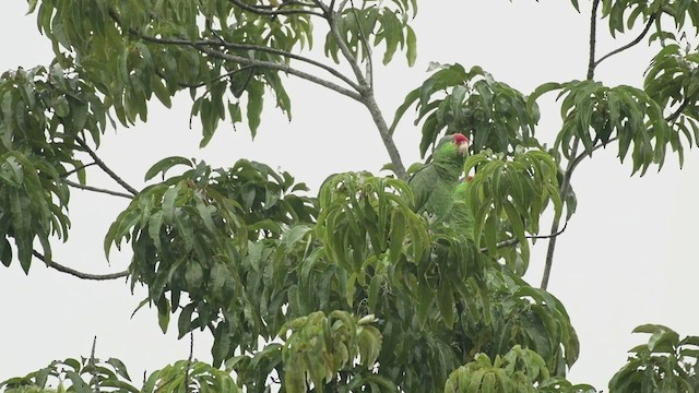 Red-crowned Parrot - ML508558661