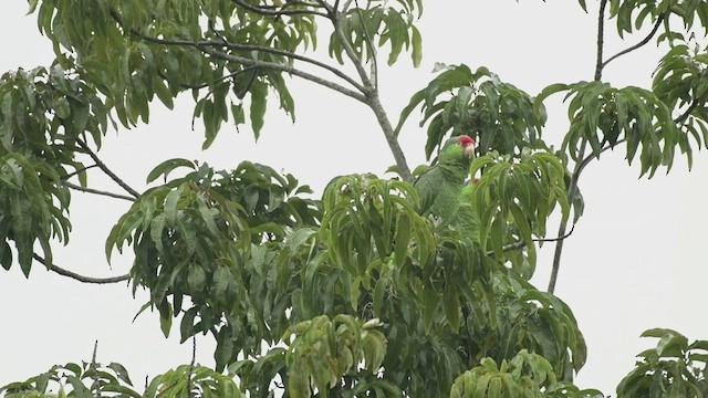 Red-crowned Amazon - ML508558661