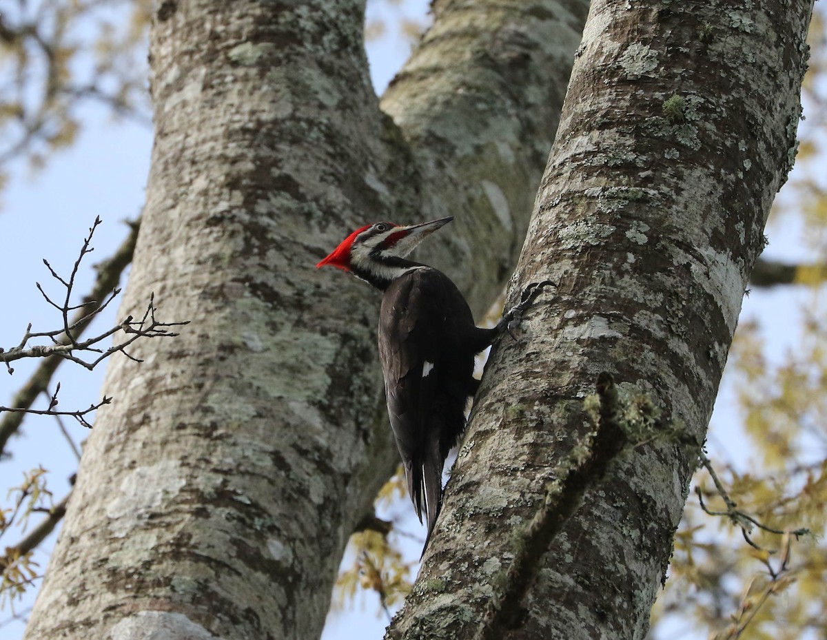 Pileated Woodpecker - ML50855981