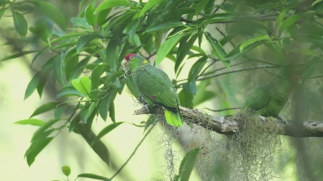 メキシコアカボウシインコ - ML508560701