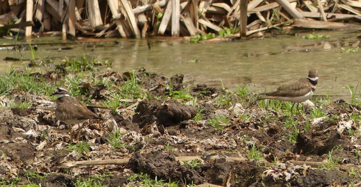 Killdeer - ML50856071