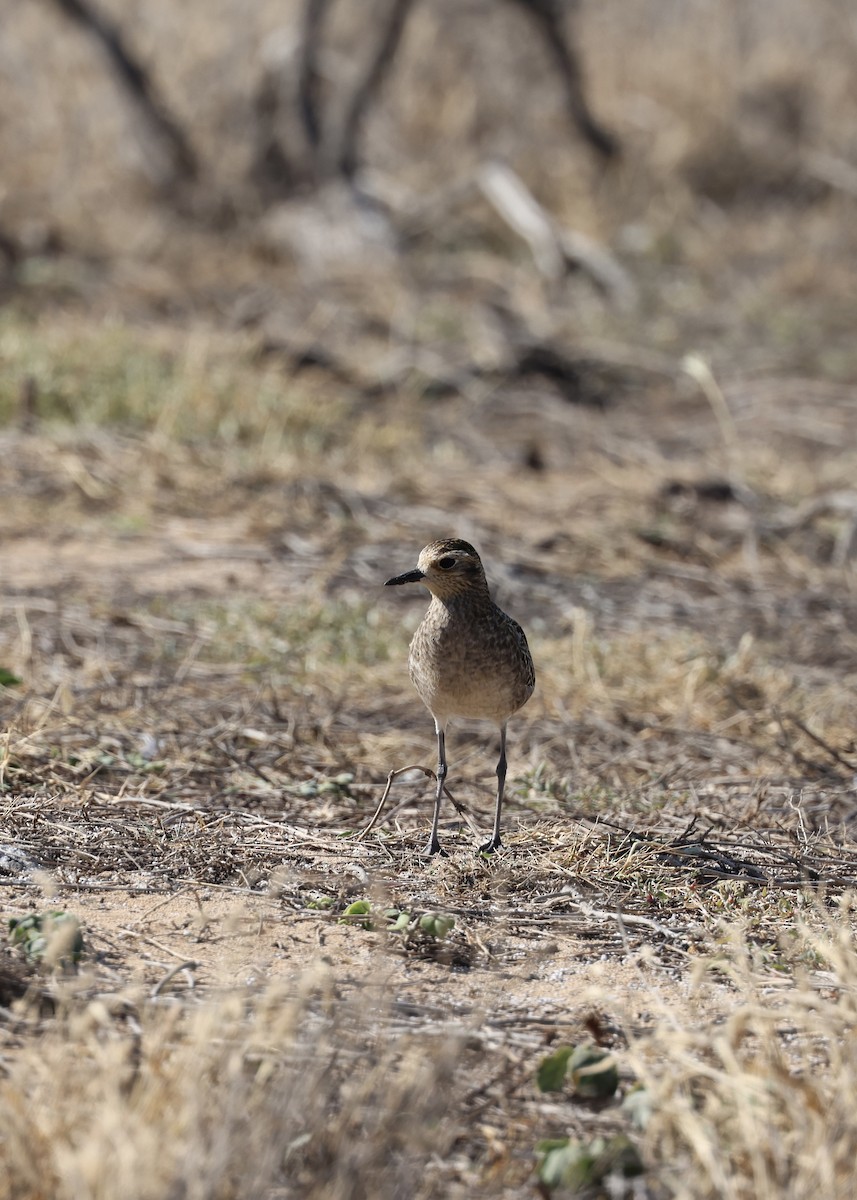 Pacific Golden-Plover - ML508560841