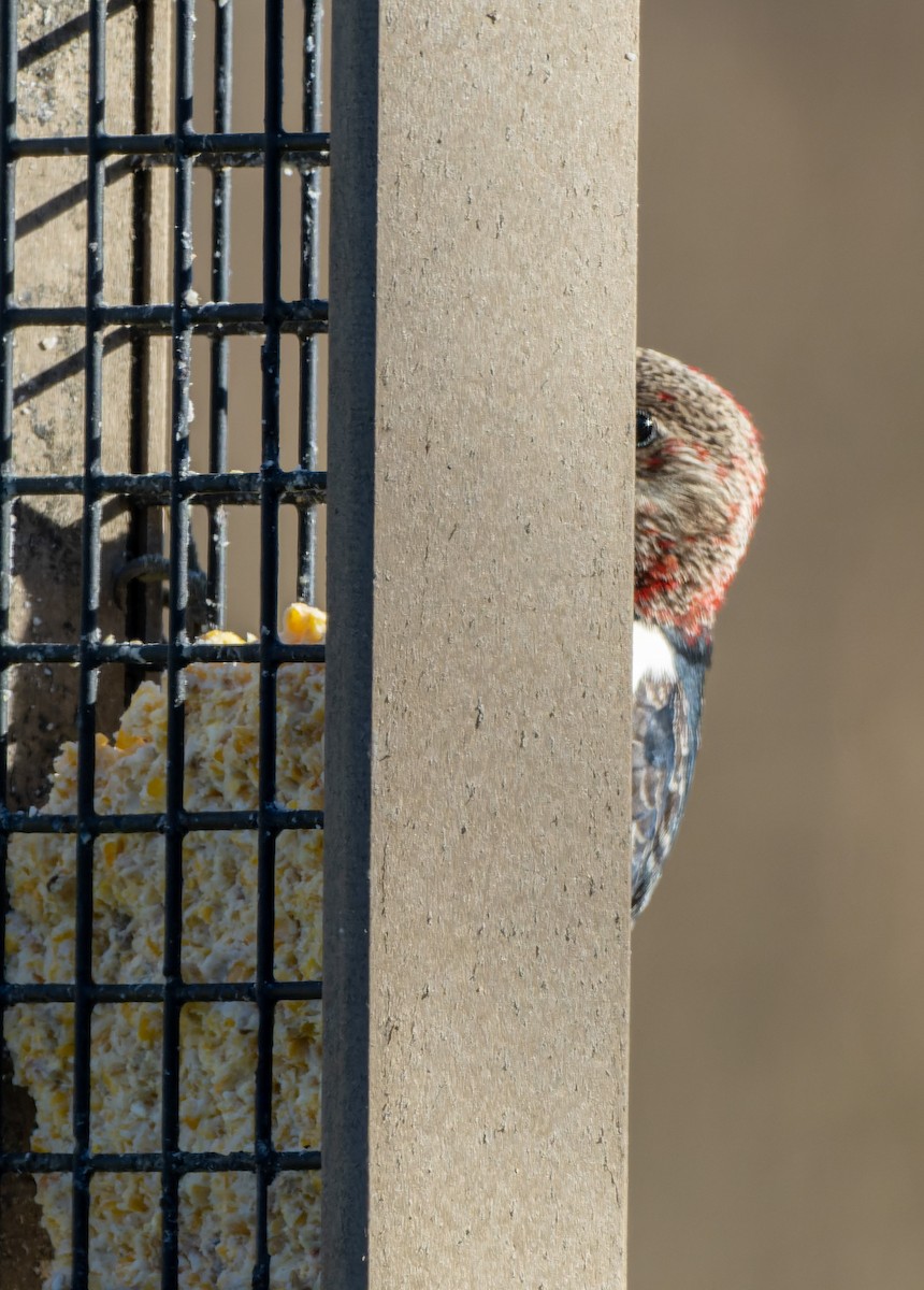 Red-headed Woodpecker - ML508560941