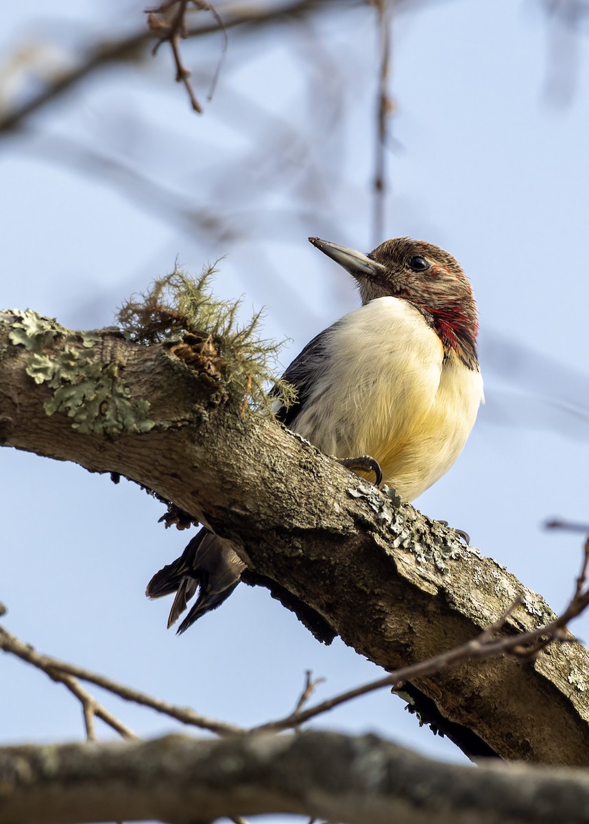 Red-headed Woodpecker - ML508560971
