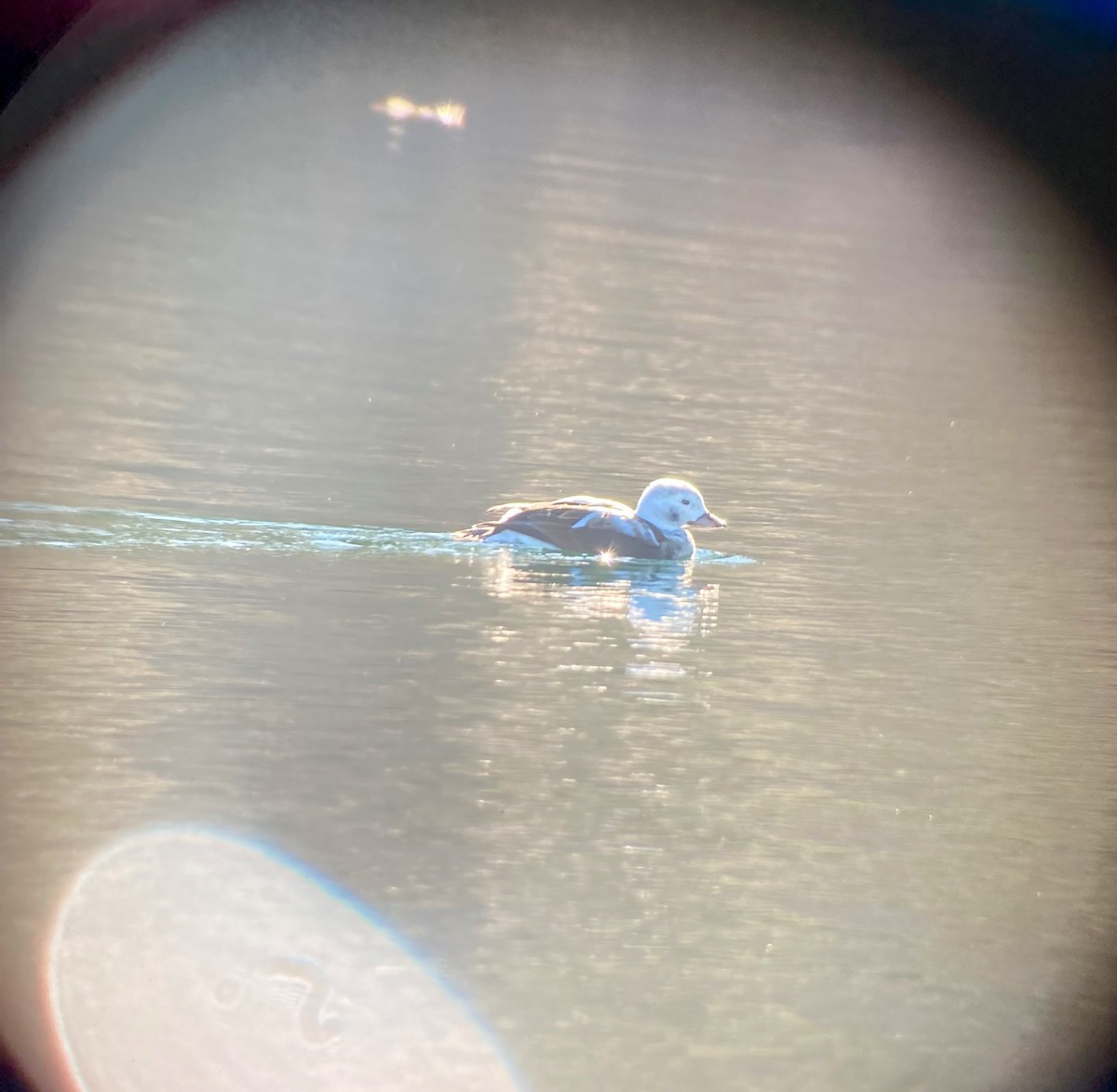 Long-tailed Duck - ML508561101