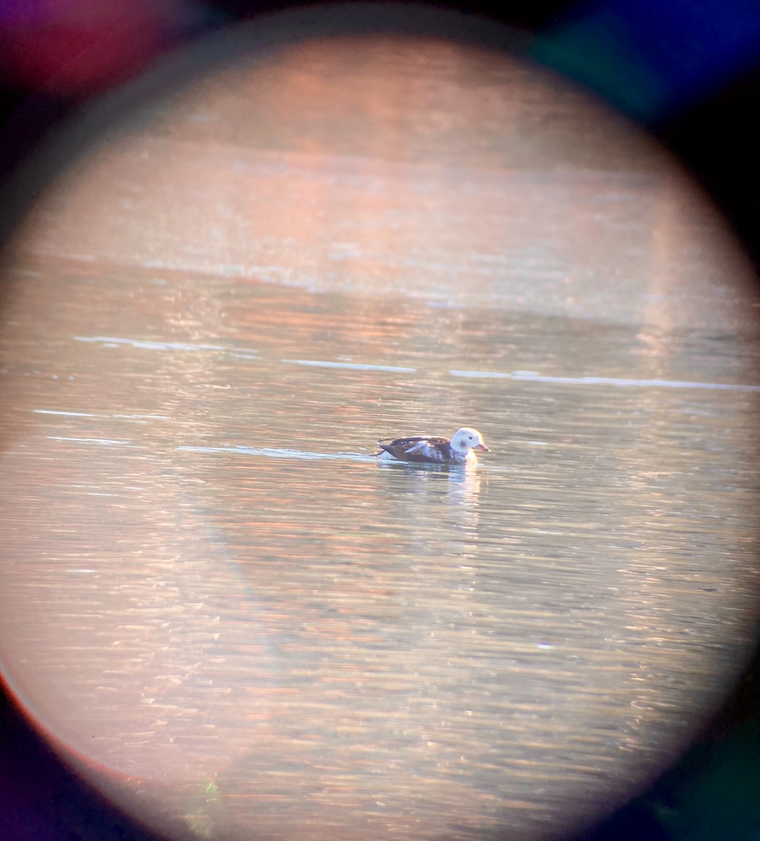 Long-tailed Duck - ML508561131