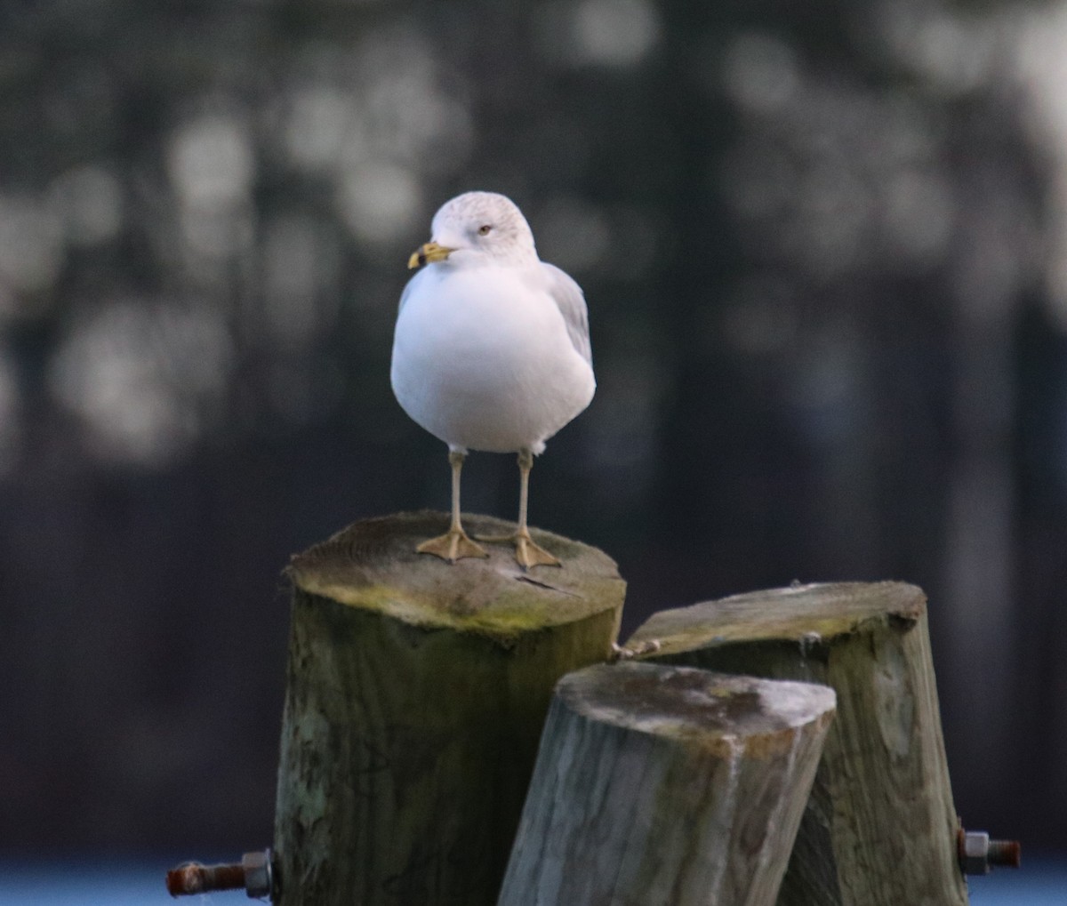 Ring-billed Gull - ML508562721