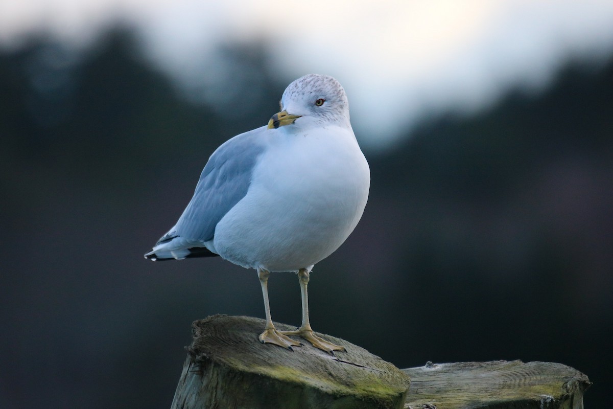 Ring-billed Gull - ML508562731