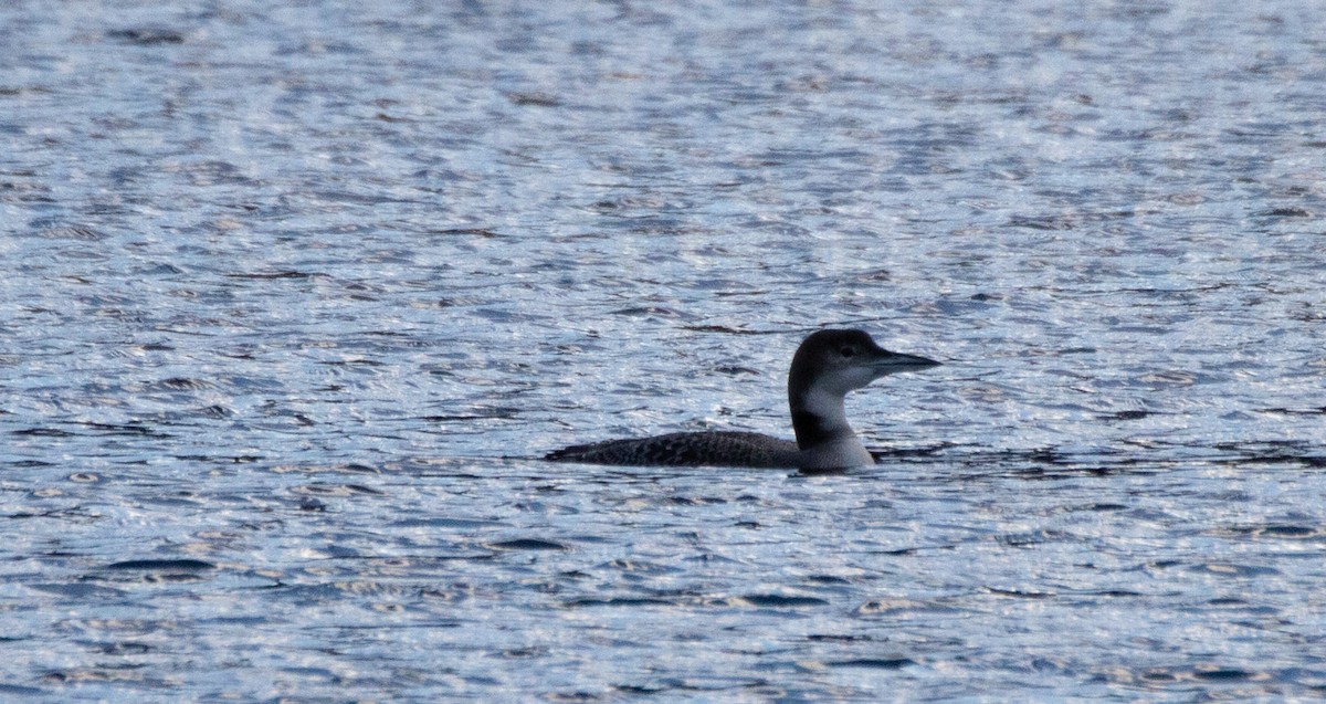 Common Loon - Kelly Krechmer