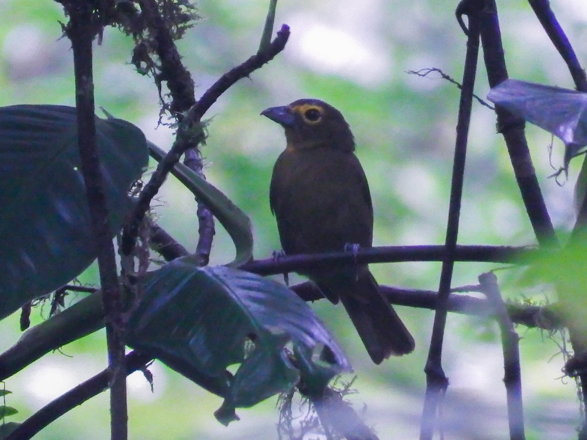 Lemon-spectacled Tanager - ML508562831