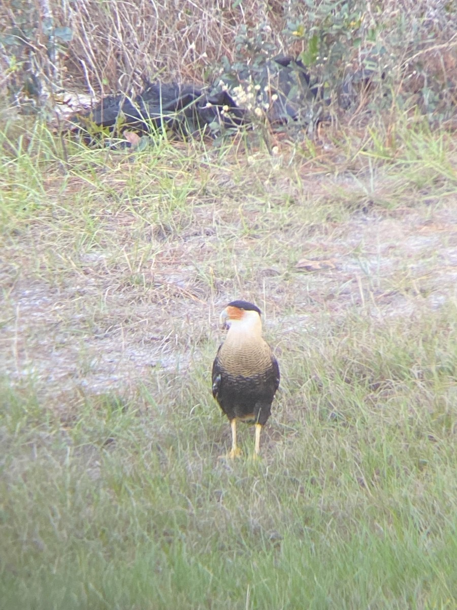 Crested Caracara - ML508562921