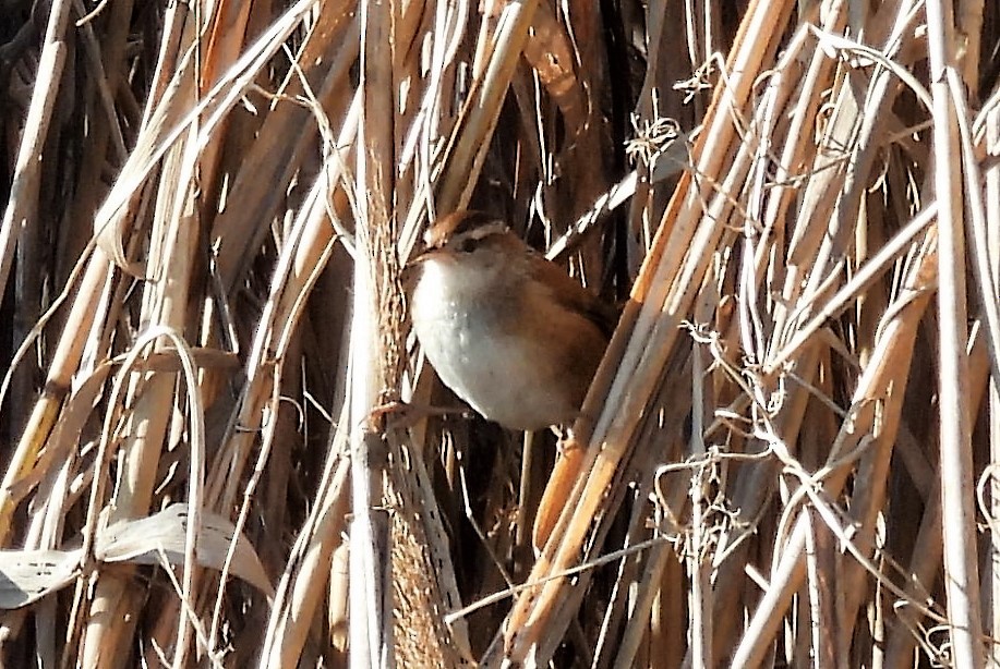 Marsh Wren - ML508563651