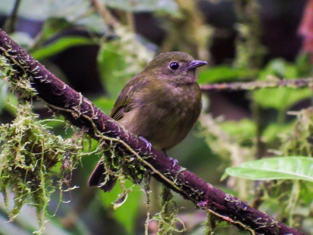 Saltarín Verde (litae/suffusa) - ML508565011