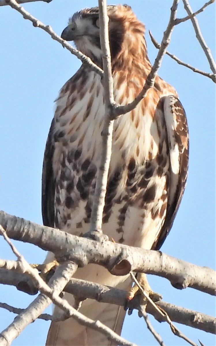 Rotschwanzbussard (abieticola) - ML508566421