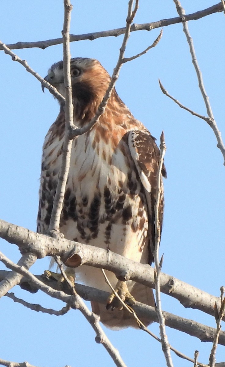 Rotschwanzbussard (abieticola) - ML508566451