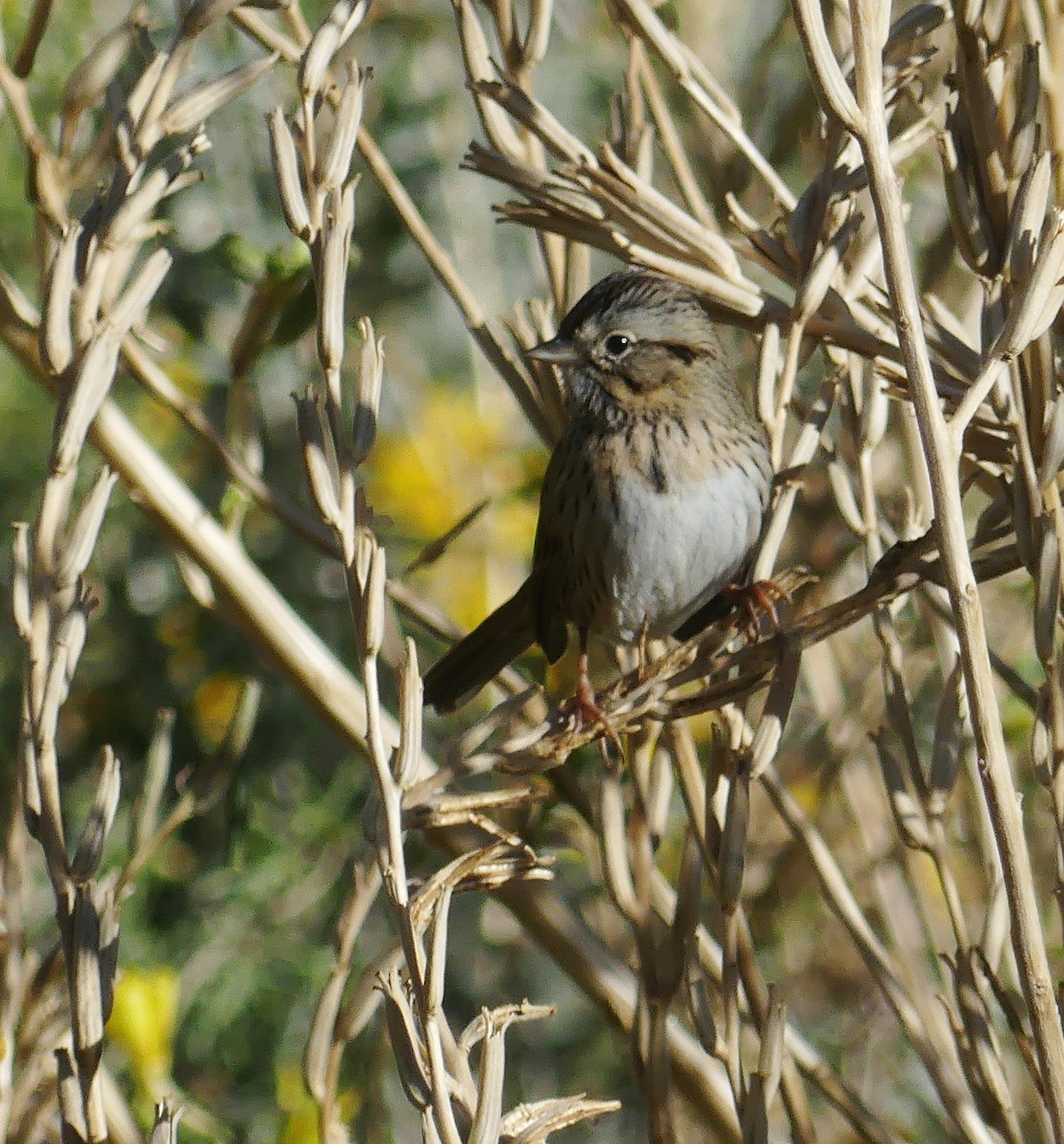 Lincoln's Sparrow - ML508566881