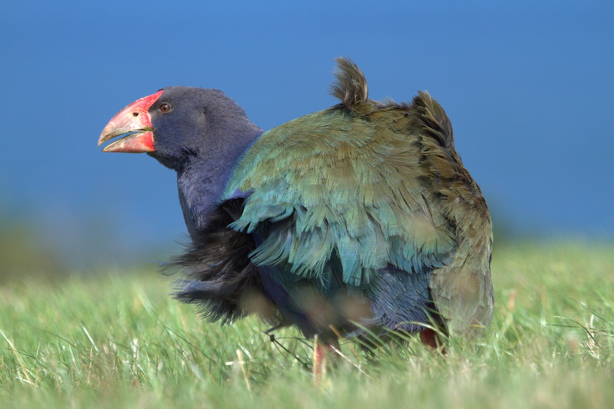 South Island Takahe - ML508566981