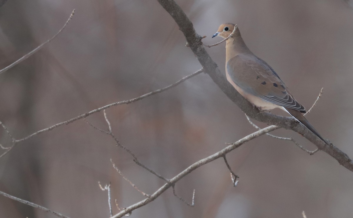 Mourning Dove - Rob Bielawski