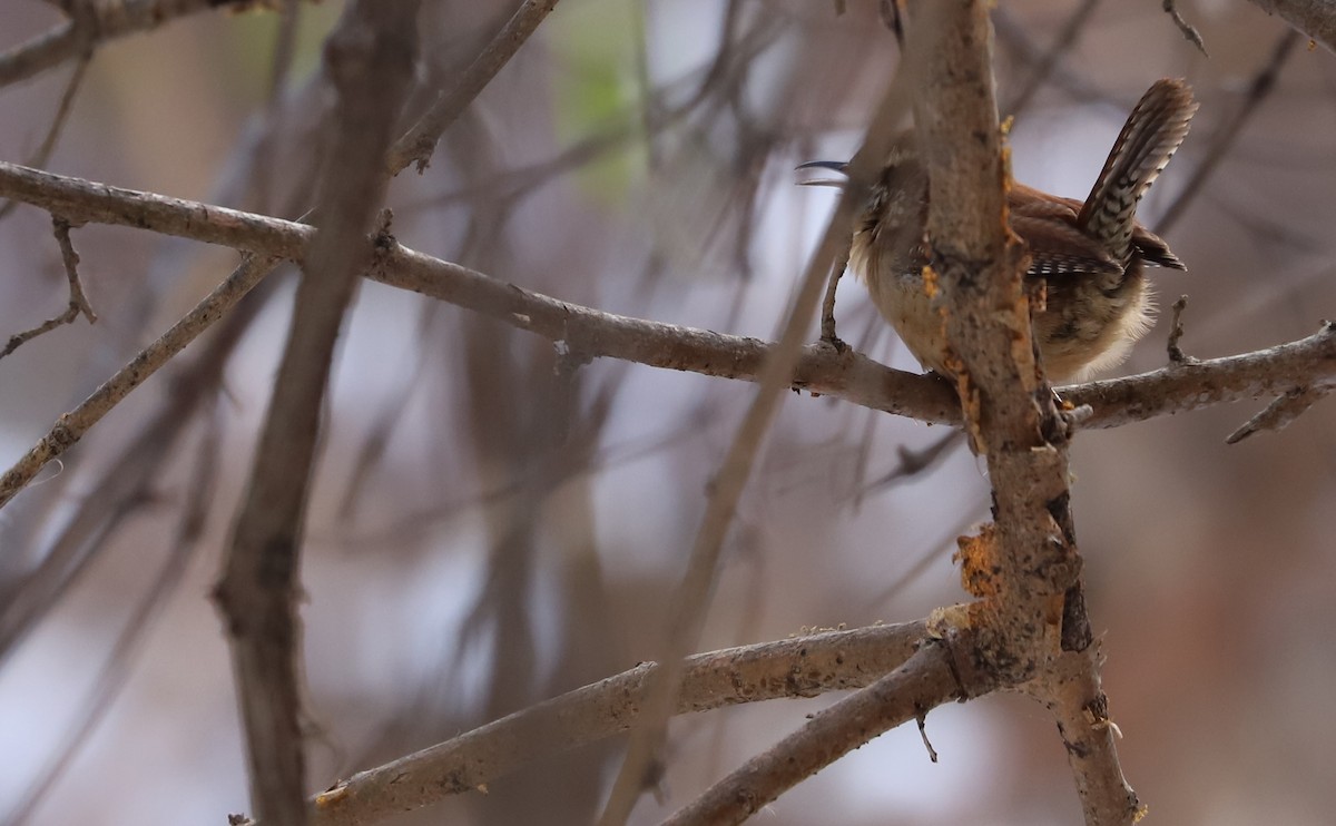 Carolina Wren - Rob Bielawski