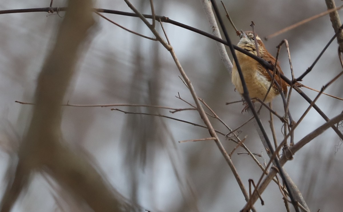 Carolina Wren - Rob Bielawski