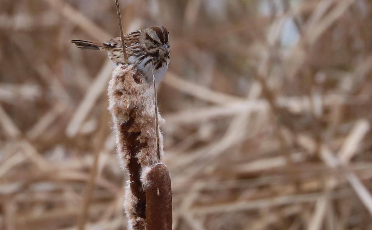 Song Sparrow (melodia/atlantica) - ML508569301