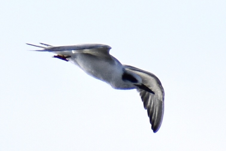 Forster's Tern - ML508569941