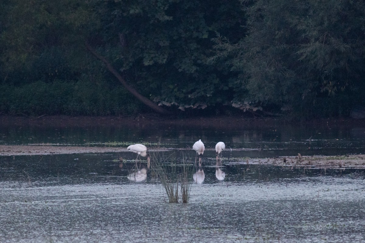 Wood Stork - ML508572371