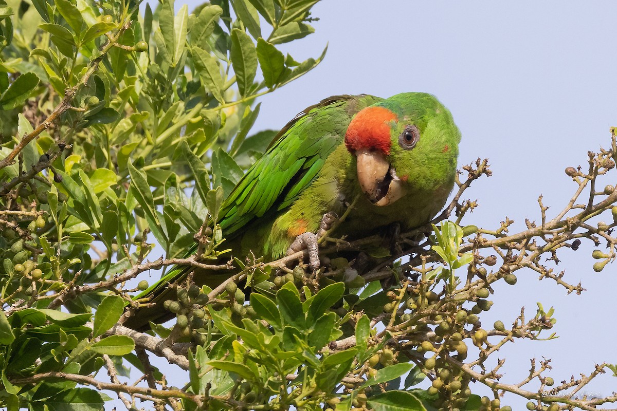 Scarlet-fronted Parakeet - ML508573241