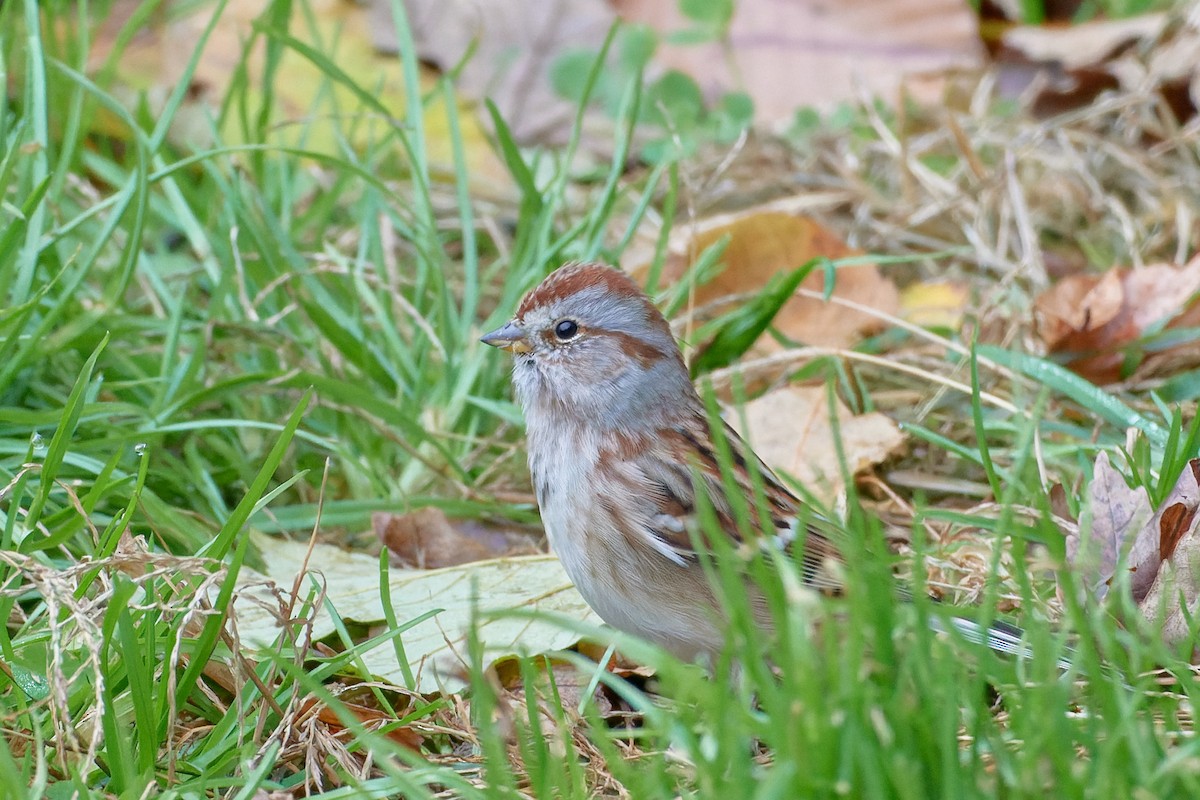 American Tree Sparrow - ML508573271