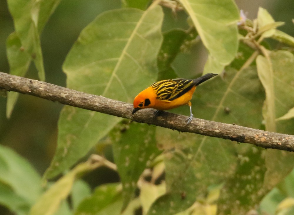 Golden Tanager - ML508573501