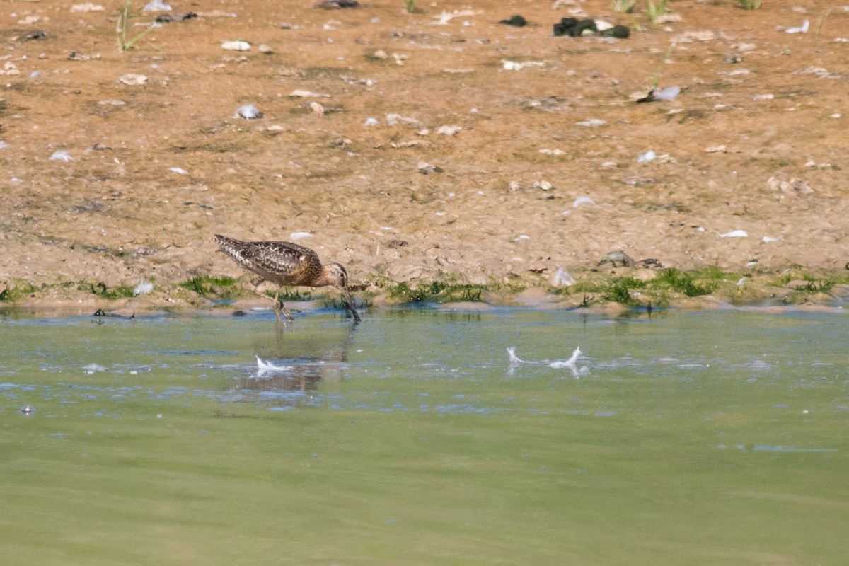 Long-billed Dowitcher - ML508573551