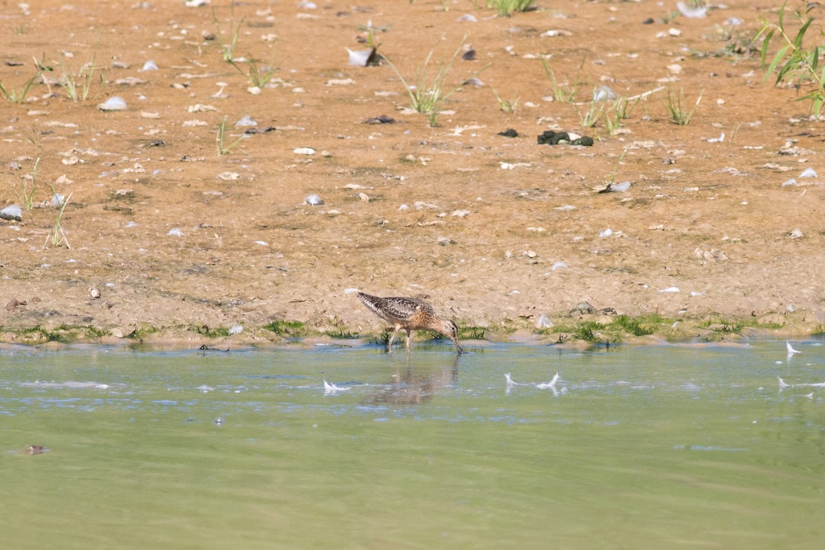 Long-billed Dowitcher - ML508573561