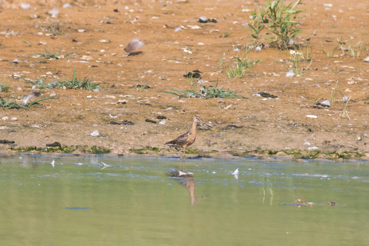 Long-billed Dowitcher - ML508573571