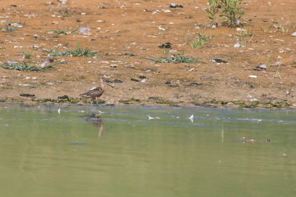 Long-billed Dowitcher - ML508573581