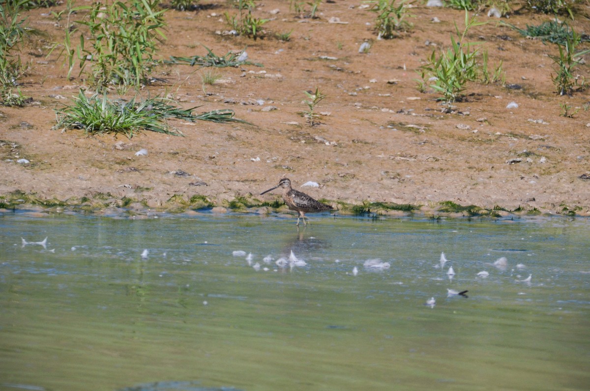 Long-billed Dowitcher - ML508573611
