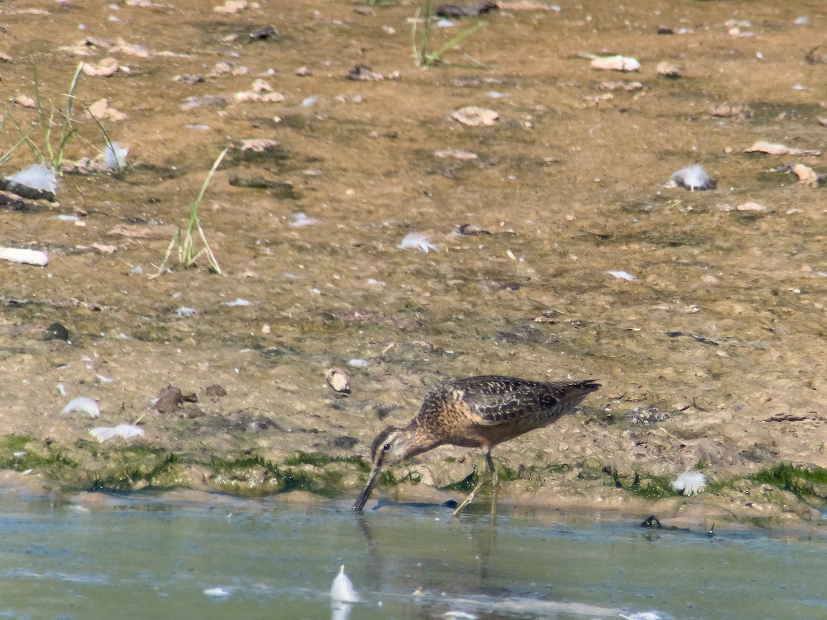 Long-billed Dowitcher - ML508573631