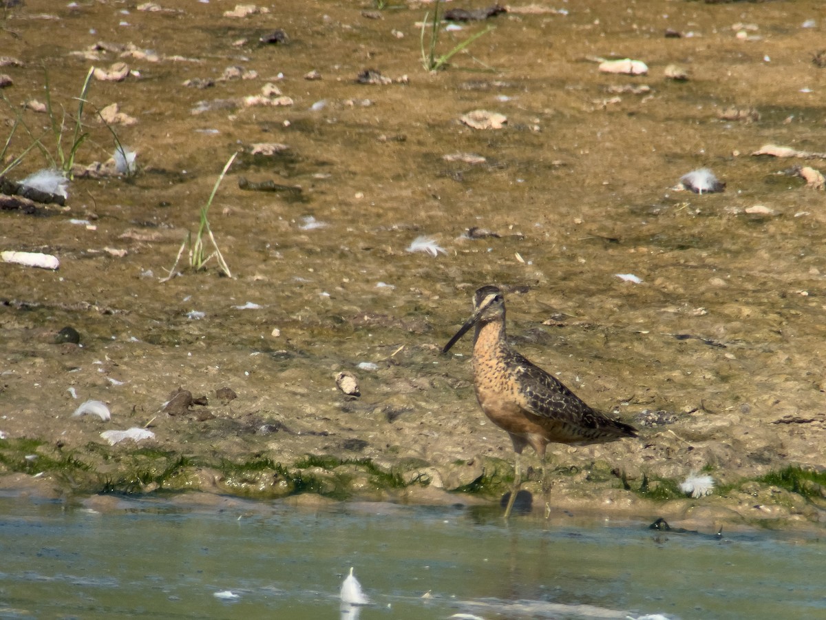 Long-billed Dowitcher - ML508573641