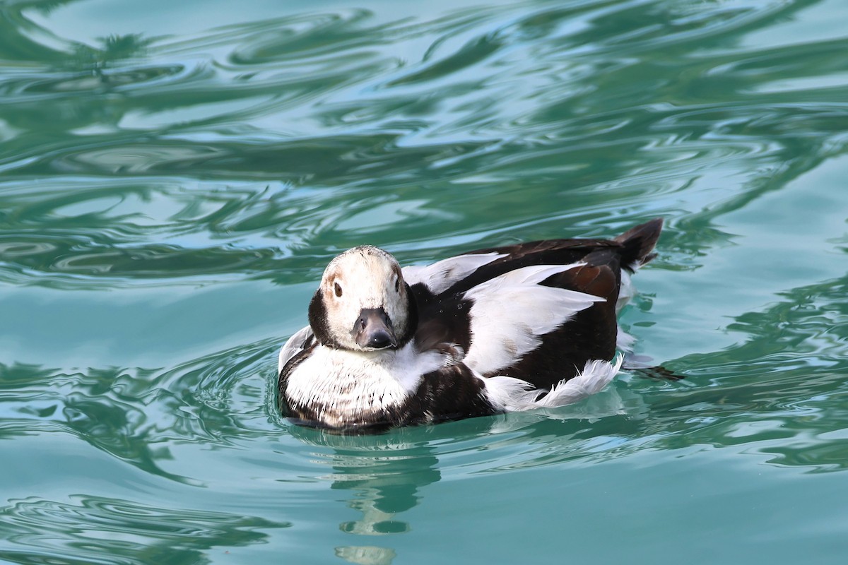 Long-tailed Duck - ML508573871