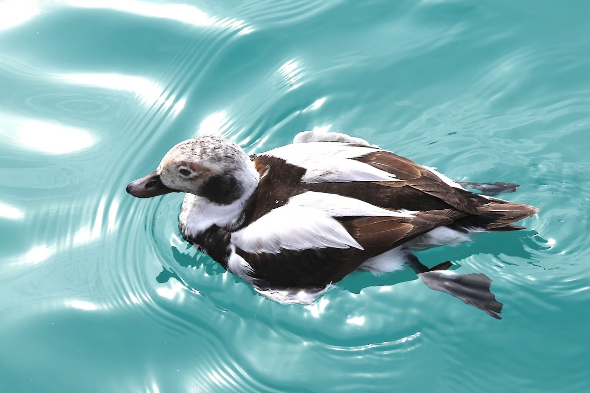Long-tailed Duck - ML508573941
