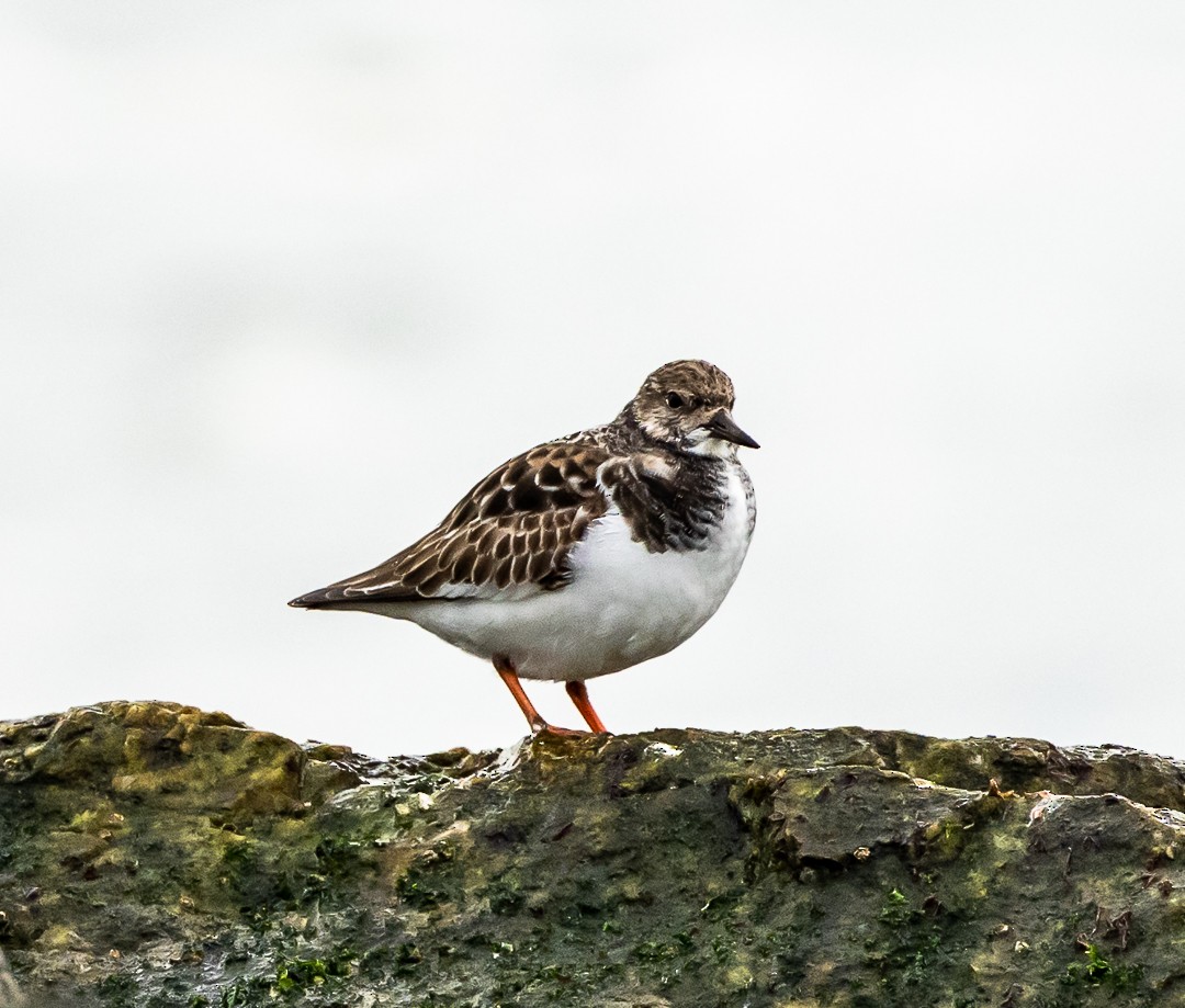 Ruddy Turnstone - Daniel PICARD