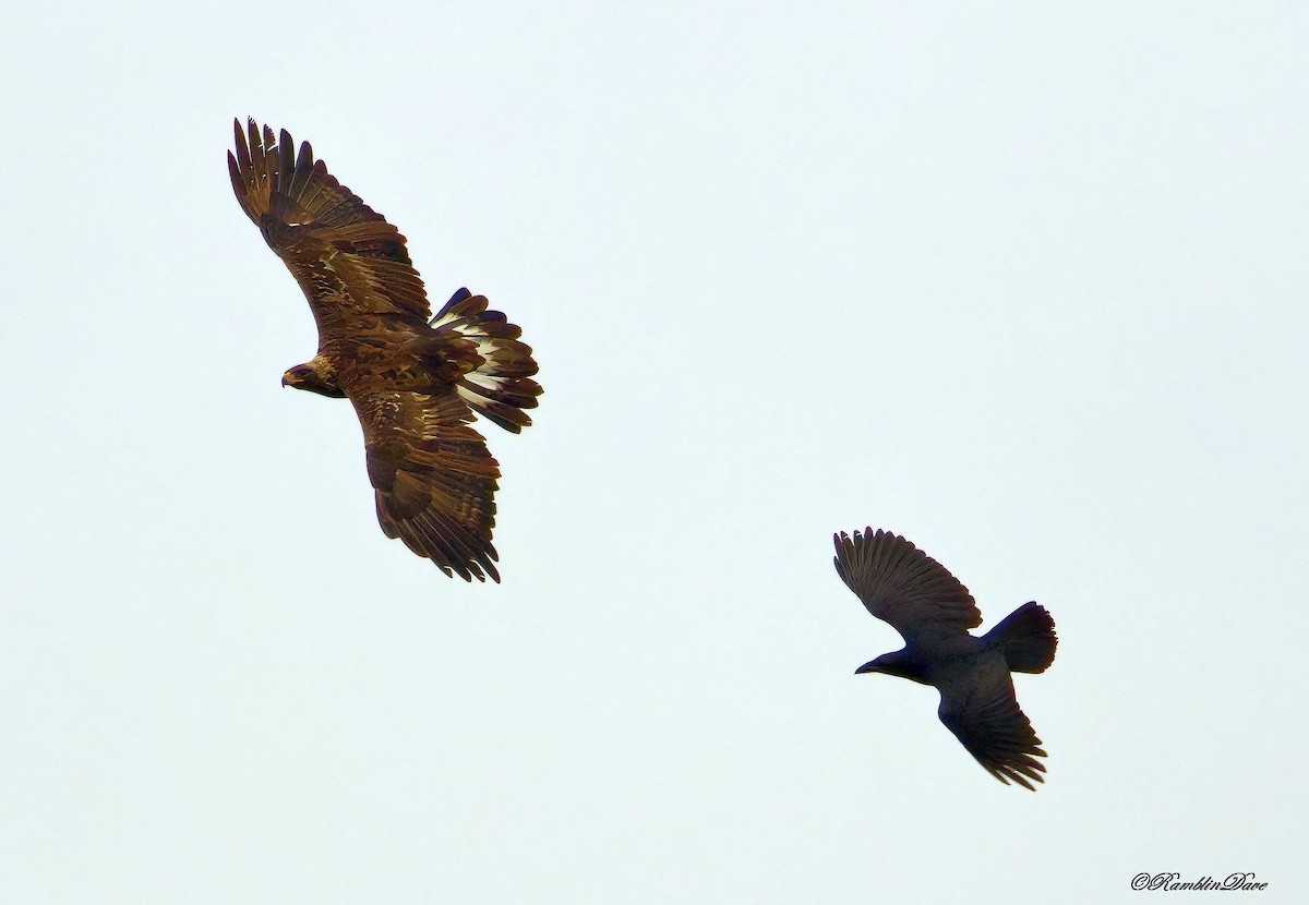 Golden Eagle - ML508574221